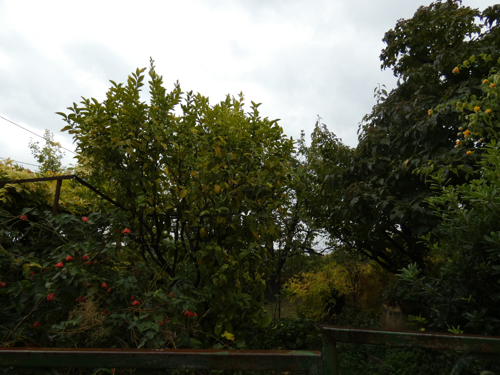 Image_, Maison de village, Magagnosc, ref :2021075