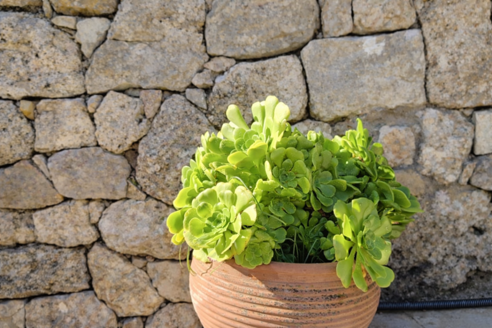 Image_, Maison, Le Tignet, ref :VMA110000896